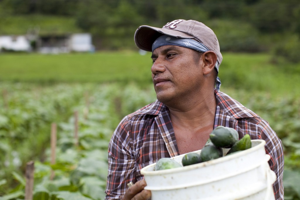 A Migrant worker at a Cucumber field in Blackwater, VA