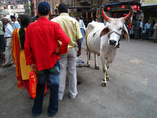 A Cow on the streets in Mumbai