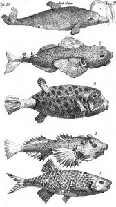 Illustration of fish species from Systema Naturae.