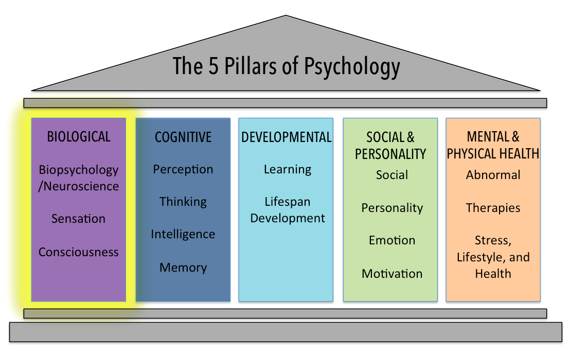 Image of five pillars, showing the biological, cognitive, developmental, social and personality, and mental and physical health.