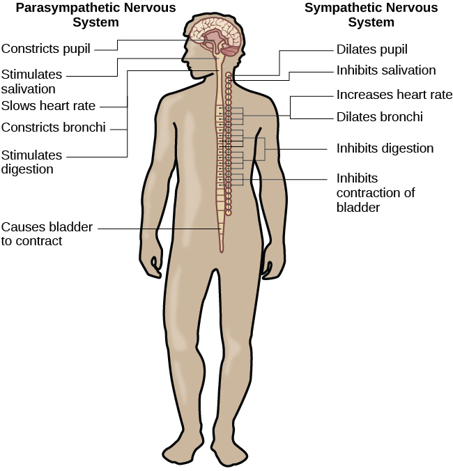 A diagram of a human body lists the different functions of the sympathetic and parasympathetic nervous system. The parasympathetic system can constrict pupils, stimulate salivation, slow heart rate, constrict bronchi, stimulate digestion, and cause the bladder to contract. The sympathetic nervous system can dilate pupils, inhibit salivation, increase heart rate, dilate bronchi, inhibit digestion, and inhibit contraction of the bladder.