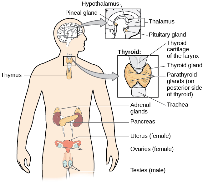 A diagram of the human body illustrates the location of major glands of the endocrine system. The pineal gland, hypothalamus, thalamus, and pituitary gland are in the brain. The thyroid and parathyroid glands are located in the front of the neck (shown above the thyroid is the thyroid cartilage of the larynx and below the thyroid is the trachea). The Thymus is shown beneath that, behind the sternum. The adrenal glands are located above the kidneys and the pancreas is shown between the kidneys. Finally, the ovaries (attached to the uterus) are part of the endocrine system in females and the testes are part of the endocrine system in males.