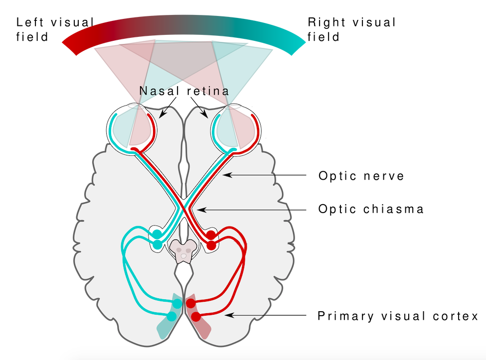Overhead image of the brain showing how the visual field of both eyes is split and the information cross in the brain so that the left visual field is interpreted in the right hemisphere of the brain, and vice versa.