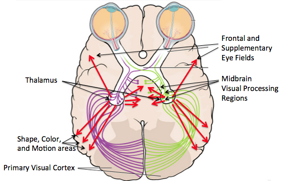 Overhead image of the brain showing the eyes at the front and demonstrating how messages from the eyes go to the thalamus and then out into other regions of the brain and not just the primary visual cortex in the back.