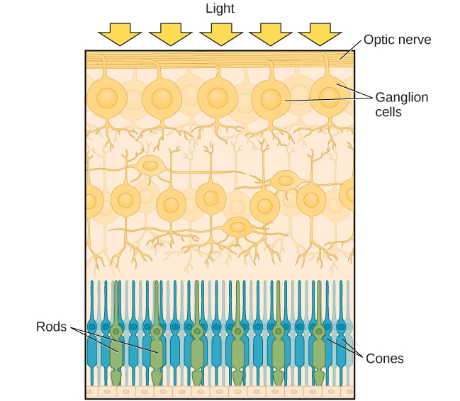 Light reaches the optic nerve, beneath which are Ganglion cells, and then rods and cones.