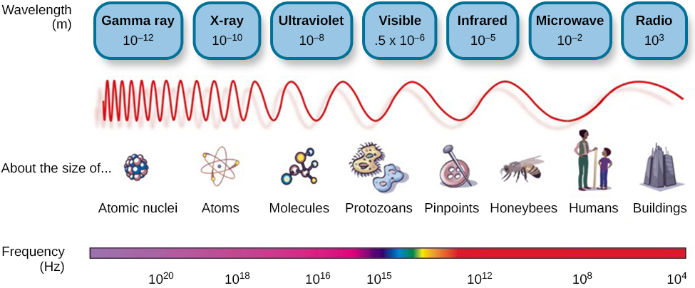 This illustration shows the wavelength, frequency, and size of objects across the electromagnetic spectrum.. At the top, various wavelengths are given in sequence from small to large, with a parallel illustration of a wave with increasing frequency. These are the provided wavelengths, measured in meters: “Gamma ray 10 to the negative twelfth power,” “x-ray 10 to the negative tenth power,” ultraviolet 10 to the negative eighth power,” “visible .5 times 10 to the negative sixth power,” “infrared 10 to the negative fifth power,” microwave 10 to the negative second power,” and “radio 10 cubed.”Another section is labeled “About the size of” and lists from left to right: “Atomic nuclei,” “Atoms,” “Molecules,” “Protozoans,” “Pinpoints,” “Honeybees,” “Humans,” and “Buildings” with an illustration of each . At the bottom is a line labeled “Frequency” with the following measurements in hertz: 10 to the powers of 20, 18, 16, 15, 12, 8, and 4. From left to right the line changes in color from purple to red with the remaining colors of the visible spectrum in between, occurring roughly between 10 to the power of 15 and 10 to the power of 12.