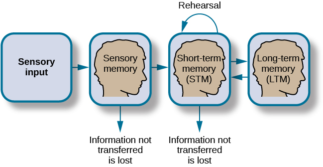 Atkinson-Shiffrin model of memory. Sensory input flows to Stage 1 “Sensory Memory”. Information not transferred is lost. Sensory memory flows to Stage 2 “Short-term memory (STM)” where rehearsal takes place. Information not transferred is lost. Short-term memory flows to Stage 3 “Long-term memory (LTM) which also flows back to Stage 2 “Short-term memory”.