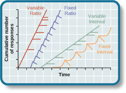A graph showing four reinforcement schedules. The x-axis is labeled “Time” and a y-axis labeled “Cumulative number of responses.” Two lines labeled “Variable Ratio” and “Fixed Ratio” have similar, steep slopes. The variable ratio line remains straight and is marked in random points where reinforcement occurs. The fixed ratio line has consistently spaced marks indicating where reinforcement has occurred, but after each reinforcement, there is a small drop in the line before it resumes its overall slope. Two lines labeled “Variable Interval” and “Fixed Interval” have similar slopes at roughly a 45-degree angle. The variable interval line remains straight and is marked in random points where reinforcement occurs. The fixed interval line has consistently spaced marks indicating where reinforcement has occurred, but after each reinforcement, there is a drop in the line.