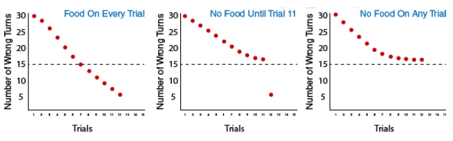 3 graphs depicting the three groups in Tolman's experiment: Group 1: food on every trial, Group 2: no food until trial 11, and Group 3: no food on any trial. Group 1 makes 5 wrong turns on trial 12, group two makes 5 wrong turns on trial 12, and group 3 makes 16 wrong turns on trial 12.
