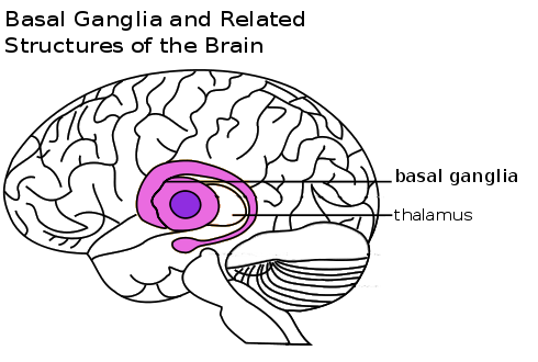 Basal ganglia, located in the center of the brain, surrounding the thalamus.