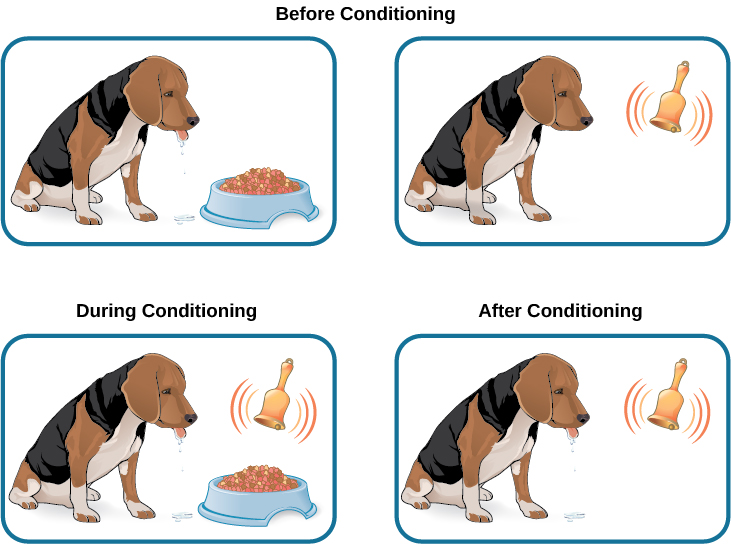 Before conditioning: a dog salivates over a bowl of food. A dog does not salivate when a bell is rung. During conditioning: a dog salivates over a bowl of food while a bell is rung. After conditioning: a dog salivates when a bell is rung but there is no food present.