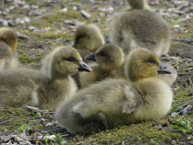 Six baby graylag geese.