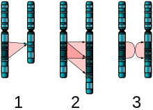 PIcture of chromosomes showing three possible mutations. The first image shows the chromosome on the left with removed chromosomes. The second shows chromosomes that get duplicated and appear twice on the right. The third shows portions of a chromosome that get switched into a different order.