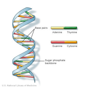 DNA strand showing the double strands (labeled "sugar phosphate backbone"), with the base pairs adenine, thyamine, guanine, and cytonine in-between the strands.
