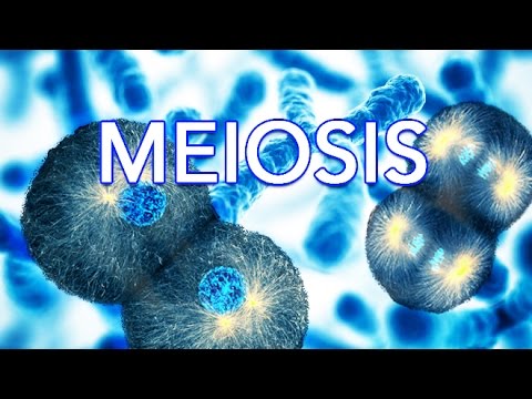 Thumbnail for the embedded element "MEIOSIS - MADE SUPER EASY - ANIMATION"