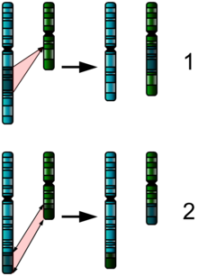 Image showing how during insertion, a portion from one chromosome goes into the other. During translocation, a portion from both chromosomes gets swapped.