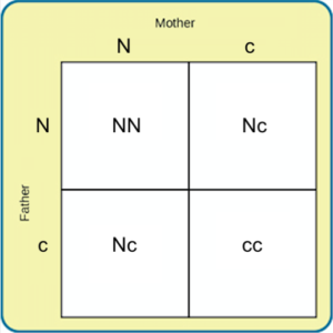 Punnett square (shown as a two by two grid) showing traits from a mother and father. The mother is Nc and the Father is Nc, so there is a table with four possible combinations of their traits: NN, Nc, Nc, and cc
