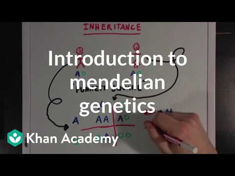 Thumbnail for the embedded element "An Introduction to Mendelian Genetics | Biomolecules | MCAT | Khan Academy"