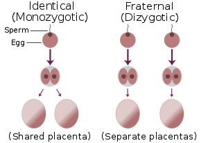 Diagram showing the identical twins come from one egg dividing, then having a shared placenta. Fraternal twins come from separate eggs and have their own placentas.