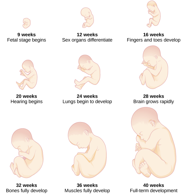Images of fetal development from 9 weeks through 40 weeks. At 9 weeks the fetal stage begins. At 12 weeks the sex organs differentiate. At 16 weeks the fingers and toes develop. At 20 weeks hearing begins. At 24 weeks the lungs begin to develop. At 28 weeks the brain grows rapidly. At 32 weeks the bones fully develop. At 36 weeks the muscles fully develop. Full-term development happens at 40 weeks.