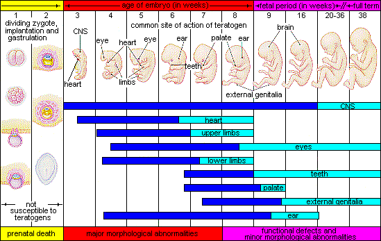 Chart showing stages of prenatal development and the time period over which the body develops. The timelines begins with the dividing zygote and implantation within the first two weeks. Next, the embryo stage lasts from week three through week eight. The fetal period begins in week nine and lasts through the end of the term, week thirty-eight. The heart, upper limbs, and lower limbs develop and refine between weeks three through week eight. The ears begin developing in week four and refine in weeks nine through twenty. The eyes develop weeks four to eight and then refine through week thirty-eight. Teeth and the palate begin developing in week six. The palate refines in week nine and the teeth begin refining in week eight and continue until week thirty-eight. External genitalia begins developing in week seven and refines starting in week nine through week thirty-eight. Major morphological abnormalities occur weeks three through week seven. Functional defects and minor morphological abnormalities occur weeks eight through week thirty-eight.