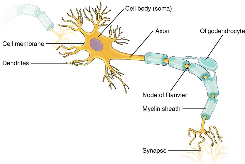 Parts of a neuron, showing the cell body with extended branches called dendrites, then a long extended axon which is covered by myelin sheath that extends to the synapses. The gap between the myelin sheaths is called the Node of Ranvier and the Oligodendrocyte is attached to the myelin sheaths.
