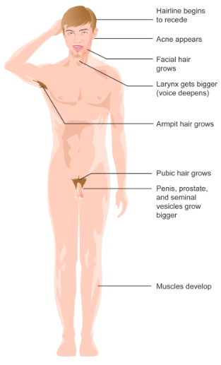 Drawing of adolescent pointing to receding hairline, acne appearing, facial hair growth, larynx gets bigger (voice deepens), armpit hair grow, pubic hair grows, penis, prostate, and seminal vesicles grow bigger, and muscles develop.