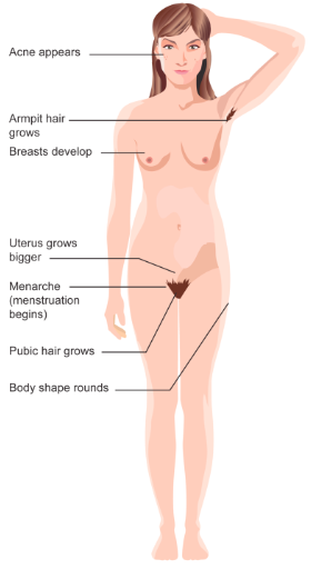Drawing of woman showing changes of acne appearance, armpit hair, breast develop, uterus grows bigger, menarche, pubic hair grows, body shape rounds.