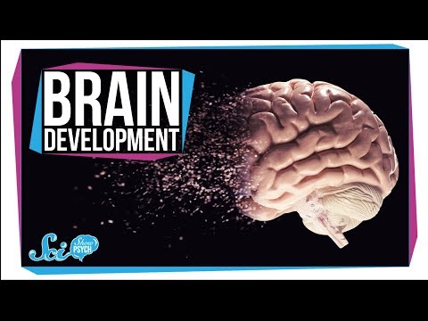 Thumbnail for the embedded element "When Does Your Brain Stop Developing?"