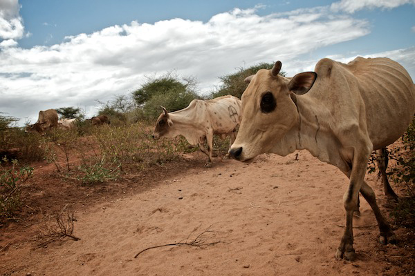 تظهر هنا أبقار نحيفة مريضة تمشي عبر الأوساخ الجافة.