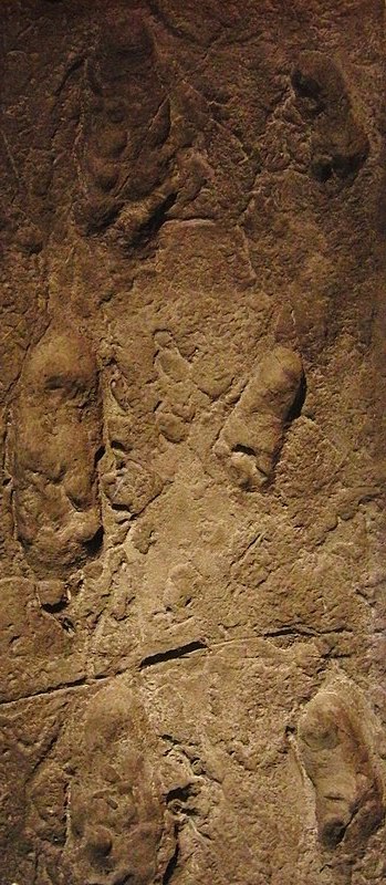 Laetoli footprints replica