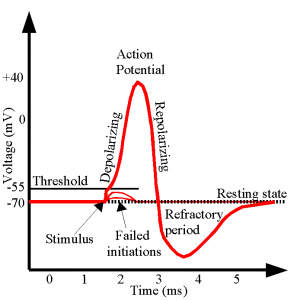 ActionPotential-300x300.png