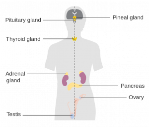 Hormone-Systems-300x255.png