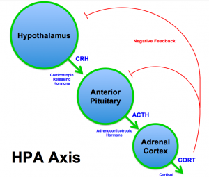 HPA-Axis-300x255.png