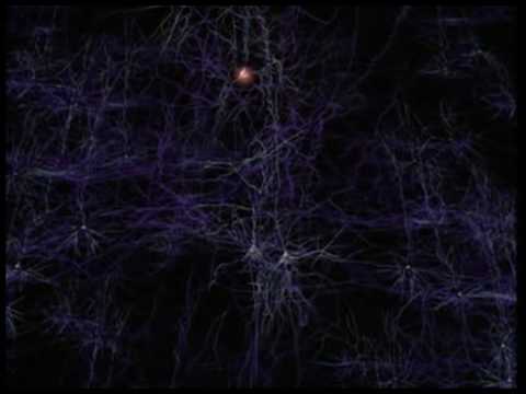 Miniatura para el elemento incrustado “Neuronas y cómo funcionan”