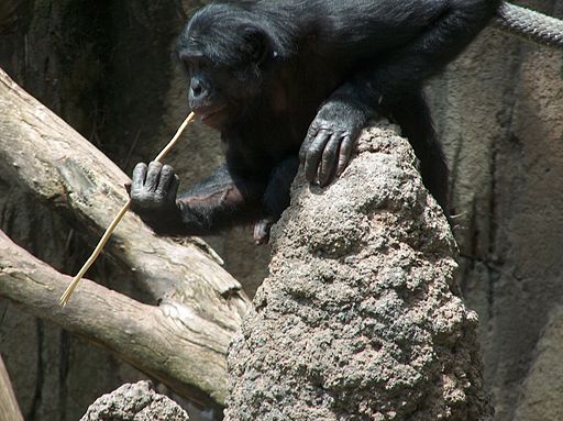 A_Bonobo_at_the_San_Diego_Zoo__fishing__for_termites.jpg
