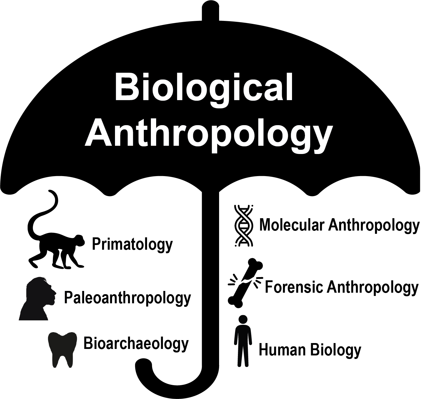 Image showing the six sub-fields of biological anthropology.