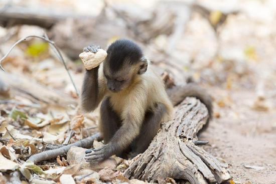 A juvenile capuchin monkey in Serra da Capivara, Brazil, uses a stone as a tool to open a seed.