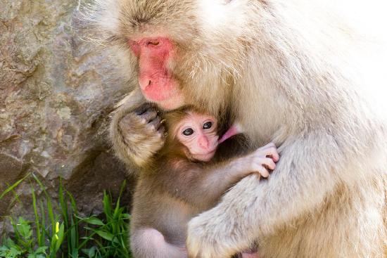 A female Japanese macaque nursing her infant.