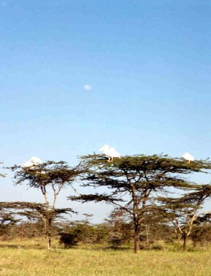 A patas habitat in Laikipia, Kenya.