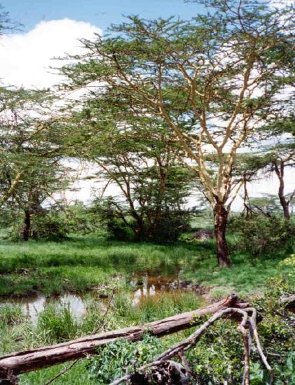  A vervet habitat in Laikipia, Kenya