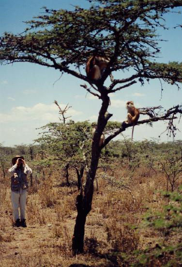 The author observing patas monkeys in Laikipia, Kenya.
