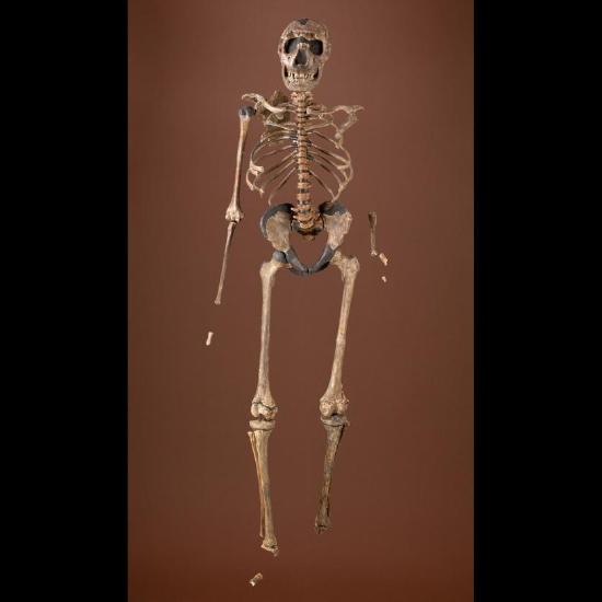 Skeleton of a young male Homo erectus known as “Nariokotome Boy”.