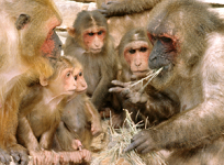 6: Primate Ecology and Behavior