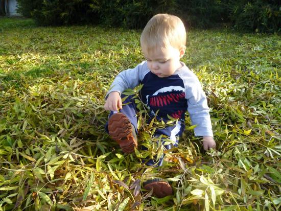 Image of toddler playing in the grass.