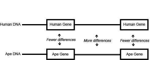 DNA comparisons yield more difference between than within genes
