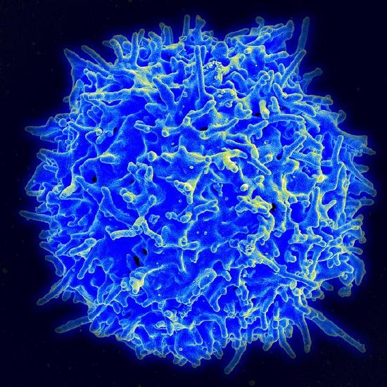 Healthy Human T cell