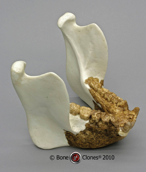Lower jaw of Gigantopithecus.