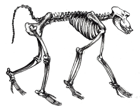 Illustration of the skeletal structure of a typical quadrupedal primate.