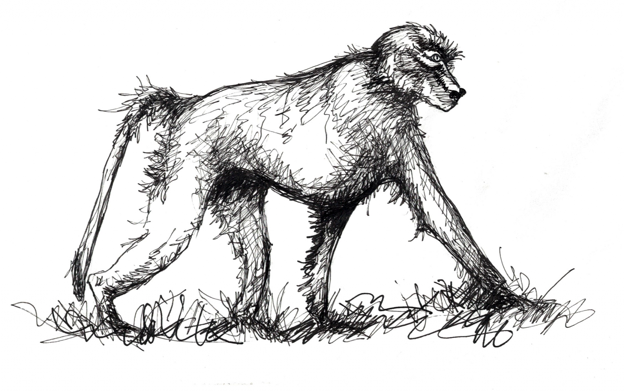 Illustration of a typical quadrupedal primate.